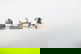 item-209092201=3