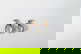 item-209092240=4