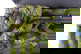 item-209921386=4