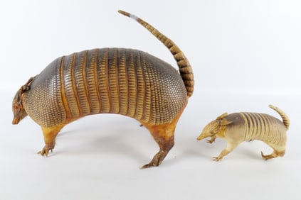 Lot of 2 Taxidermy Armadillos