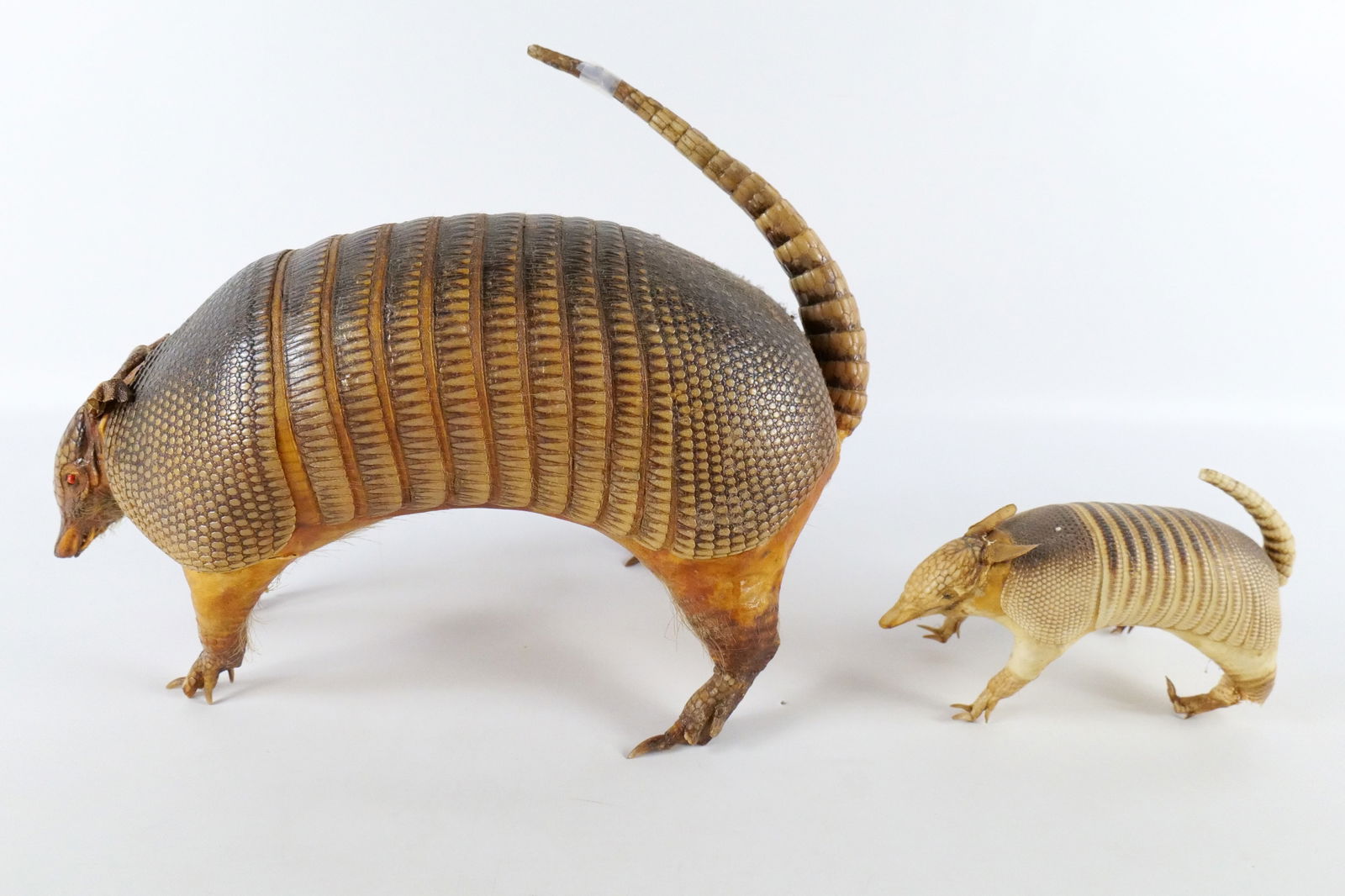 Lot of 2 Taxidermy Armadillos (1 of 20)