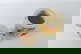 item-210509905=12