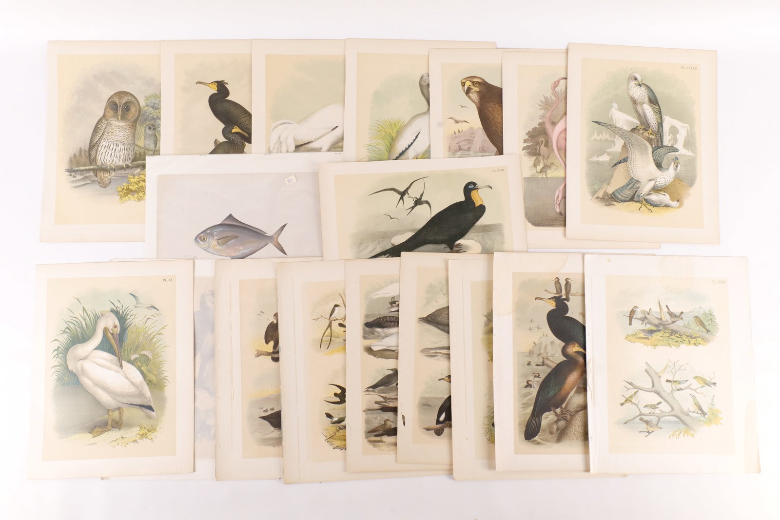 Lot of Animal and Fish Prints and Lithographs: Lot of Animal and Fish Prints and Lithographs. Including 16 Studers Popular Ornithology Lithographs by Theodore Jasper and Fish Prints by S.F. Denton (1856-1937). Some tearing on the edges and discolo