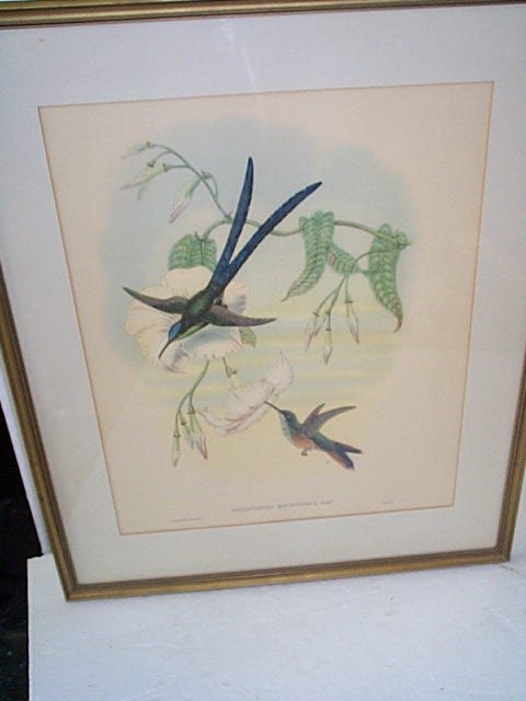 Lithograph depicting hummingbirds and flowers entit