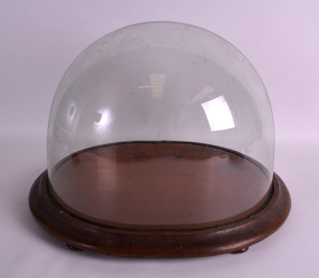 AN ANTIQUE GLASS DOME with wooden base. 1Ft 1ins wide. (1 of 1)