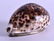 A LARGE MID 19TH CENTURY SILVER MOUNTED CONCH SHELL
