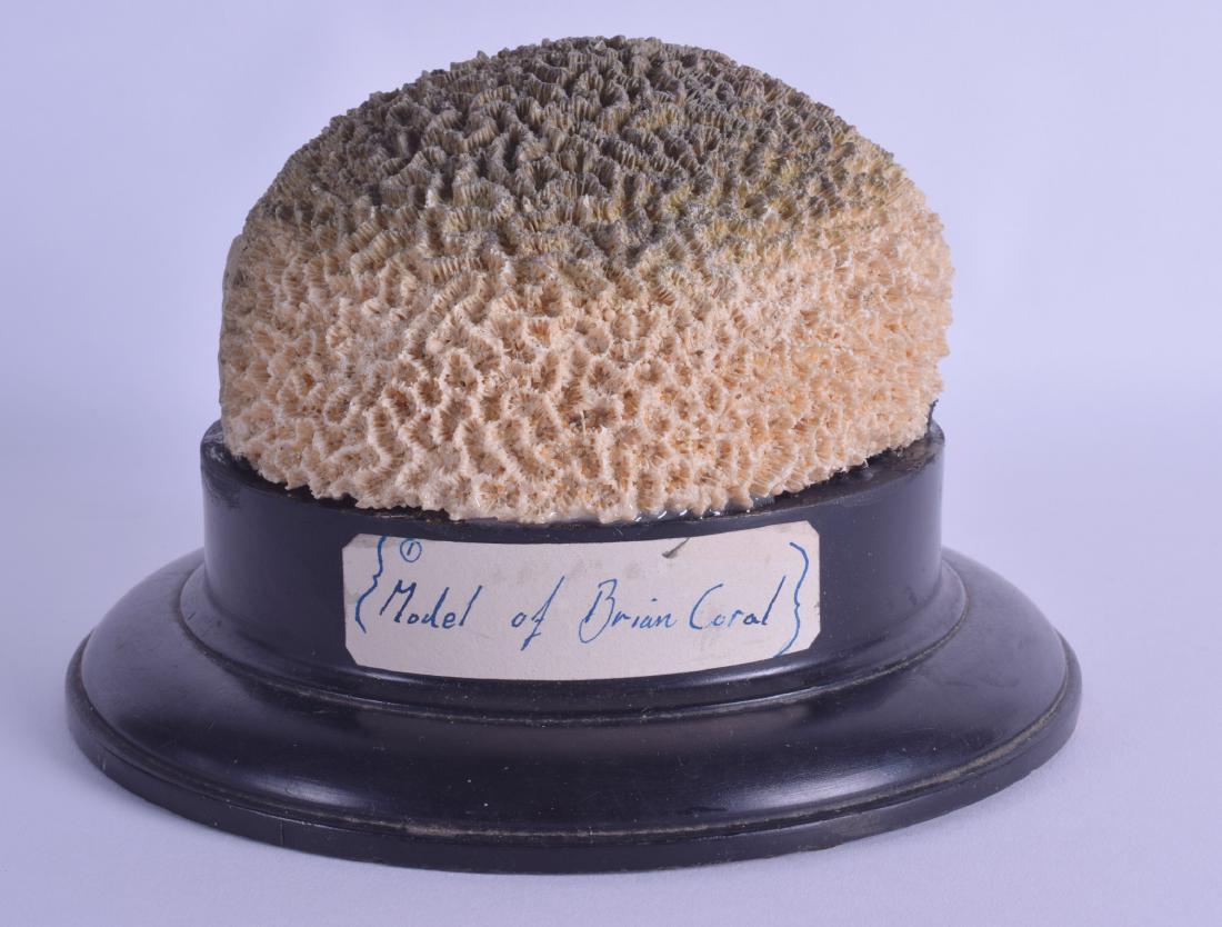 AN UNUSUAL MODEL OF A BRAIN CORAL upon an ebonised (1 of 1)