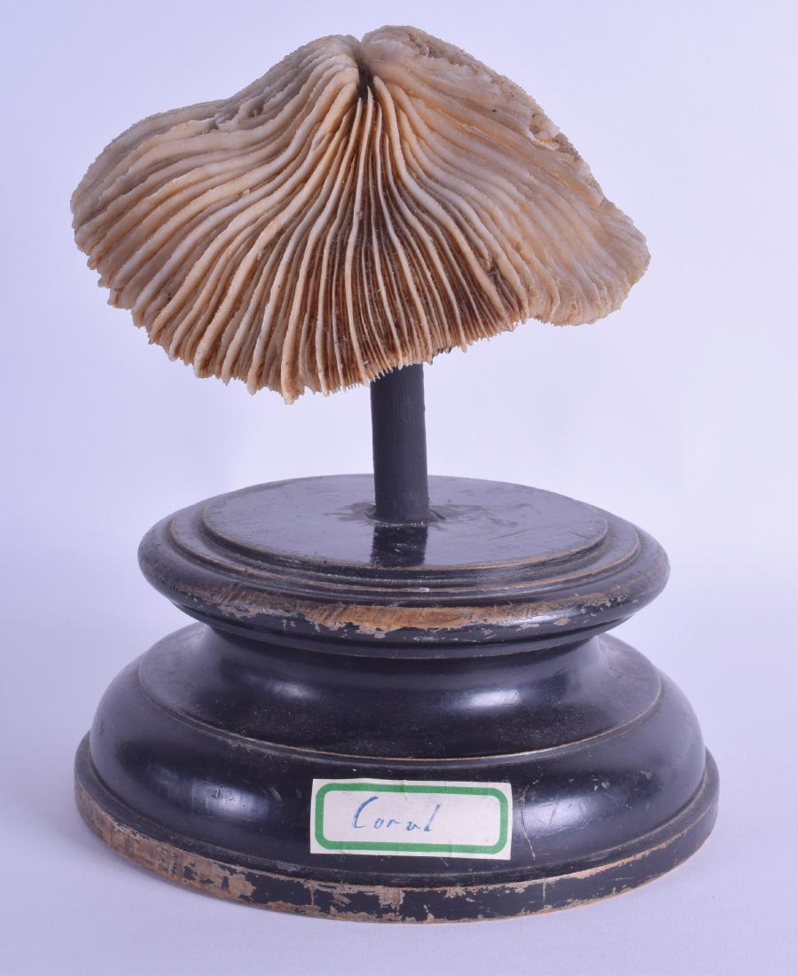 AN ANTIQUE CORAL SPECIMAN upon an ebonised base. Coral: AN ANTIQUE CORAL SPECIMAN upon an ebonised base. Coral 17 cm x 8 cm.