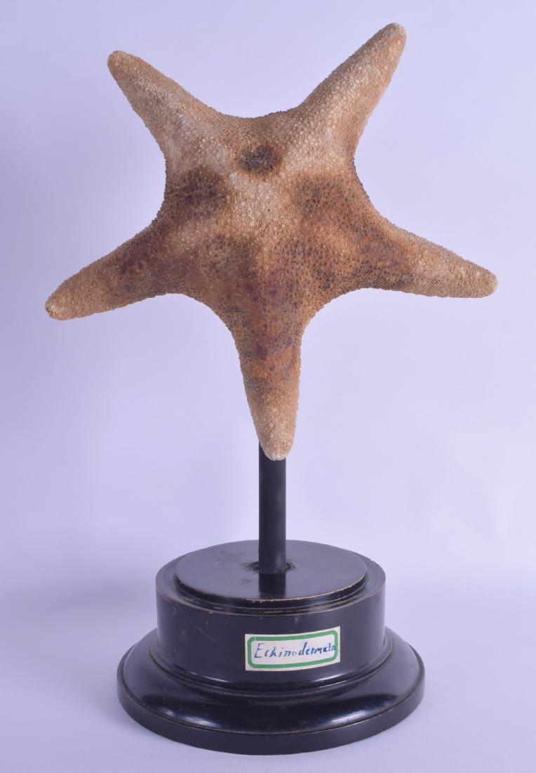 AN ANTIQUE CORAL STARFISH SPECIMAN upon an ebonised: AN ANTIQUE CORAL STARFISH SPECIMAN upon an ebonised base. Starfish 25 cm x 25 cm.
