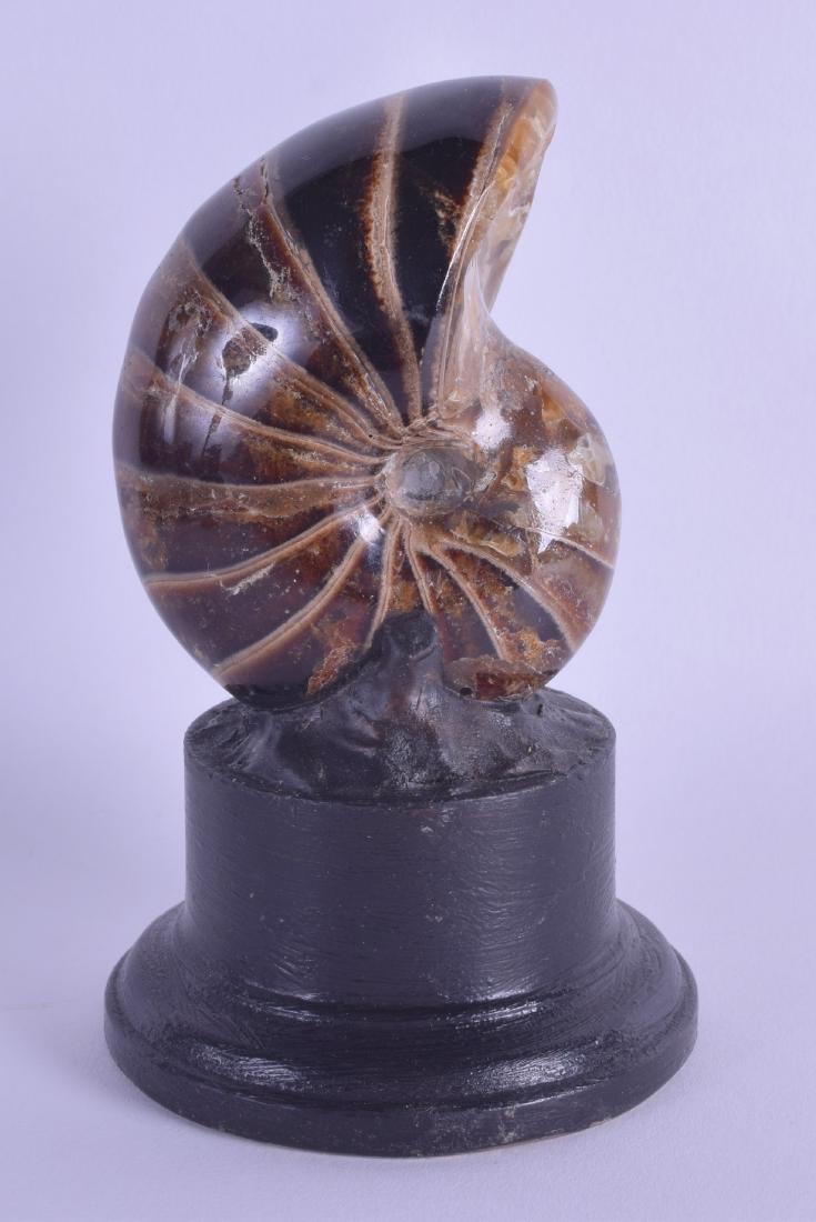 A POLISHED HARDSTONE AMMONITE upon an ebonised base. (1 of 1)