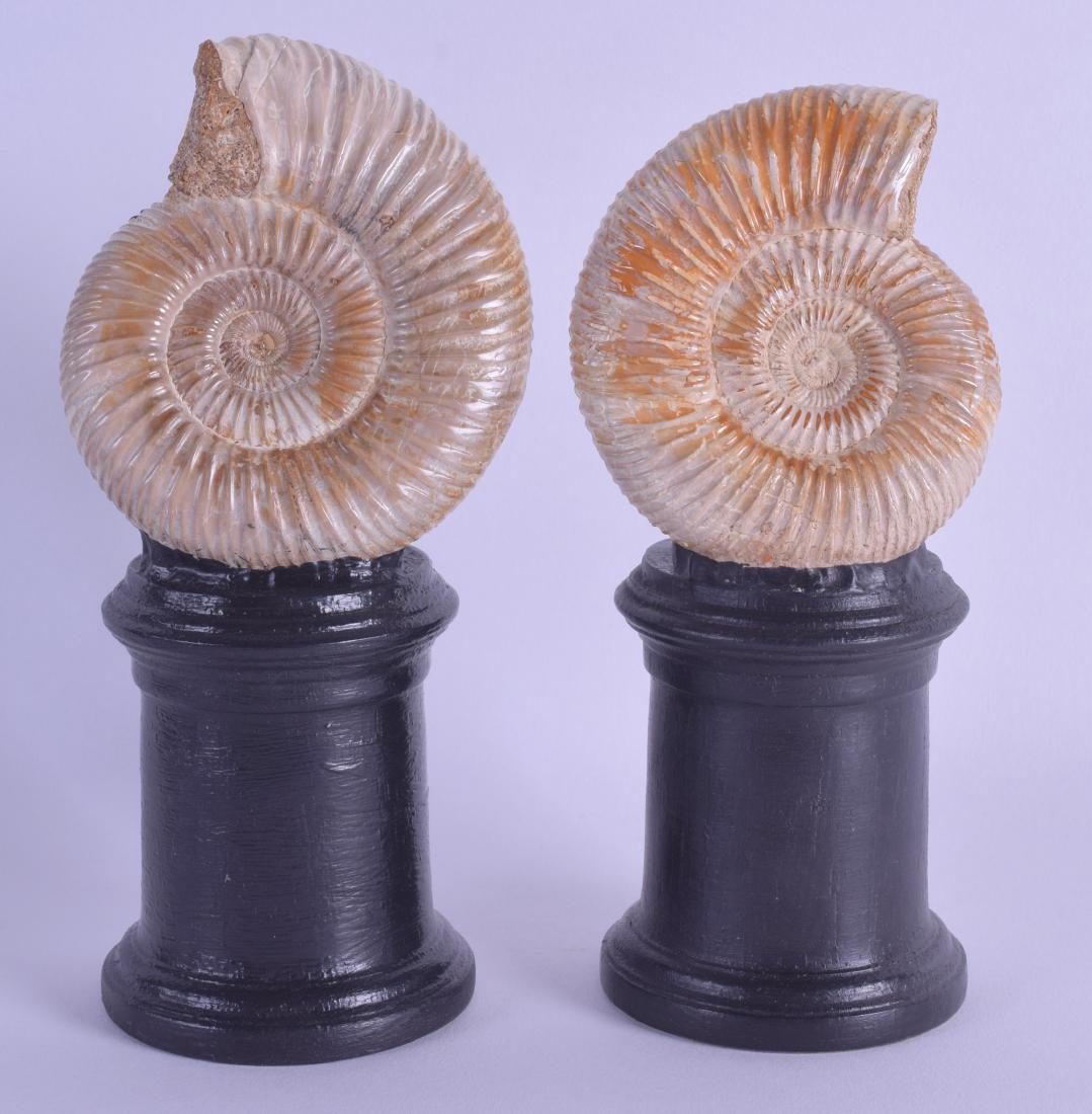 A PAIR OF POLISHED AMMONITES upon ebonised bases. (1 of 1)