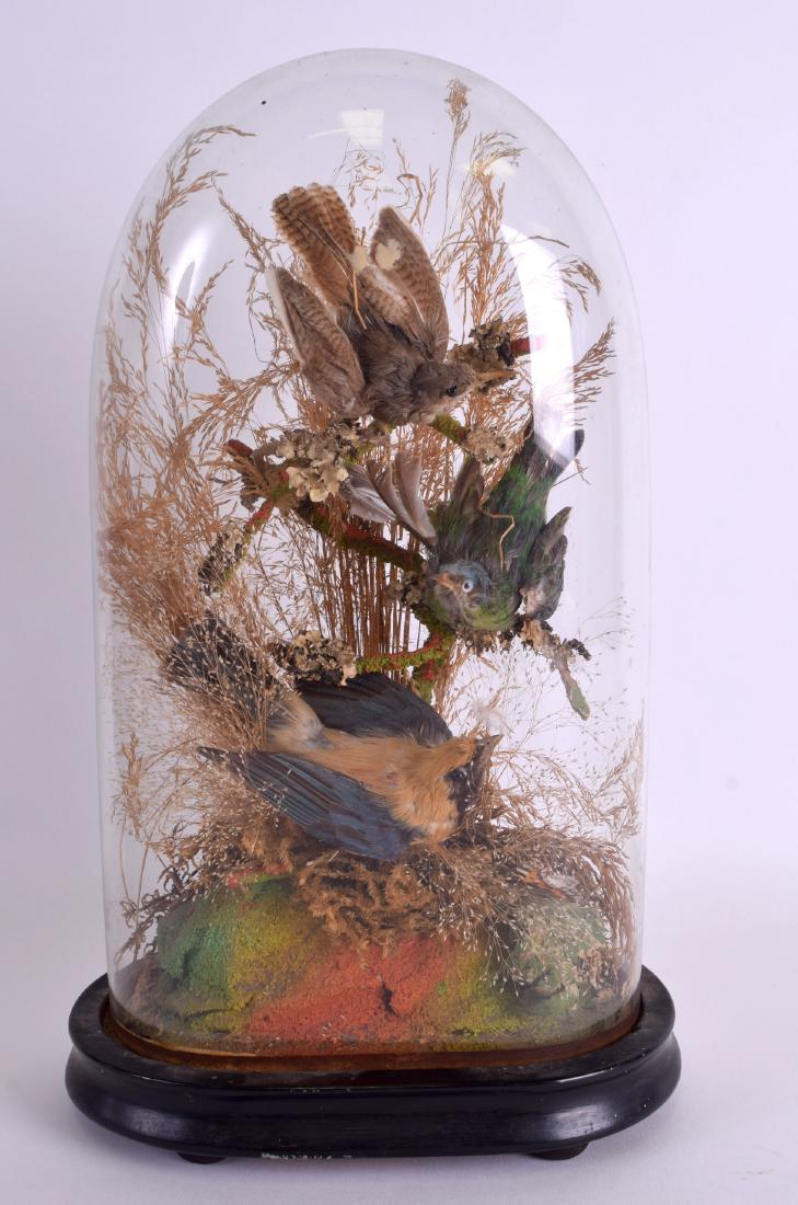 A LATE VICTORIAN KINGFISHER TAXIDERMY DISPLAY modelled (1 of 5)