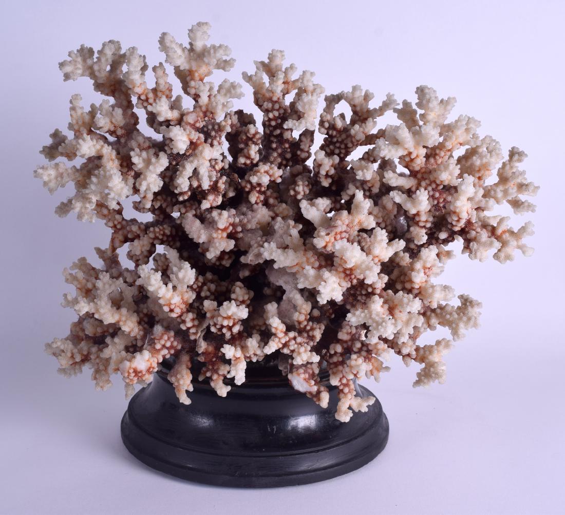 A LARGE EDWARDIAN CORAL SPECIMEN upon an ebonised base. (1 of 2)