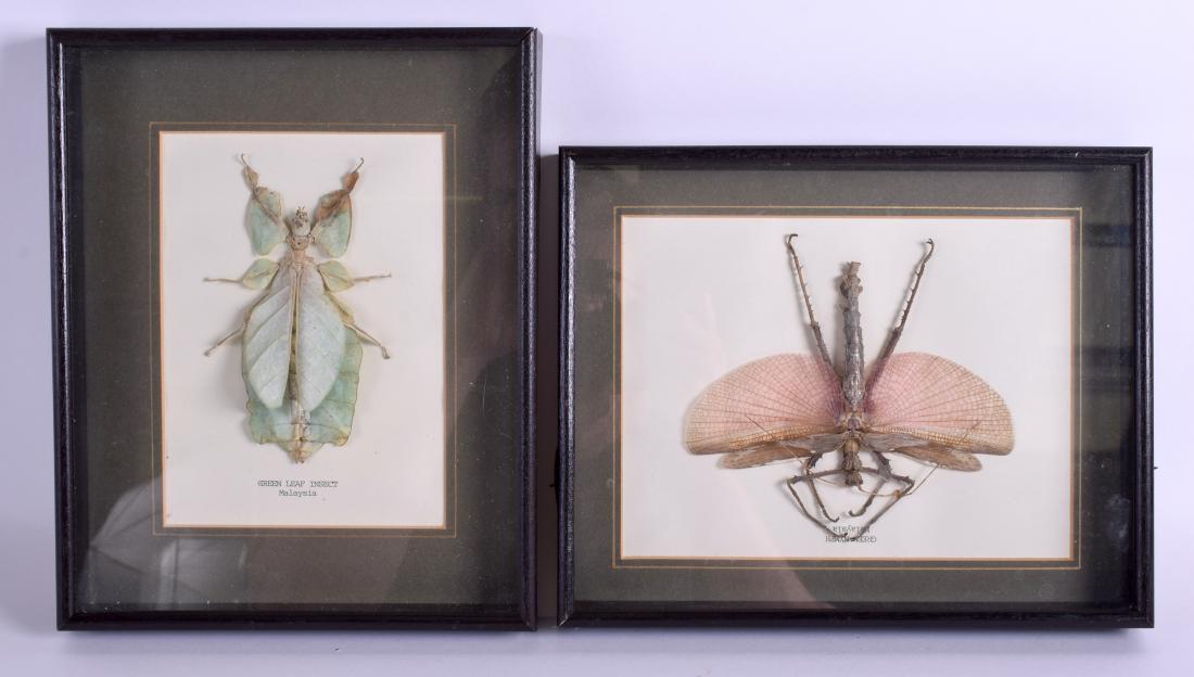 A PAIR OF FRAMED MALAYSIAN TAXIDERMY INSECTS. Image 18: A PAIR OF FRAMED MALAYSIAN TAXIDERMY INSECTS. Image 18 cm x 11 cm.