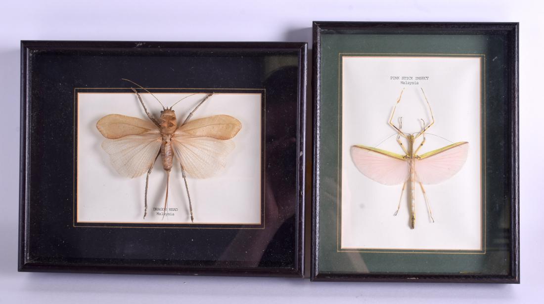 A PAIR OF FRAMED MALAYSIAN TAXIDERMY INSECTS. Image 18: A PAIR OF FRAMED MALAYSIAN TAXIDERMY INSECTS. Image 18 cm x 11 cm.