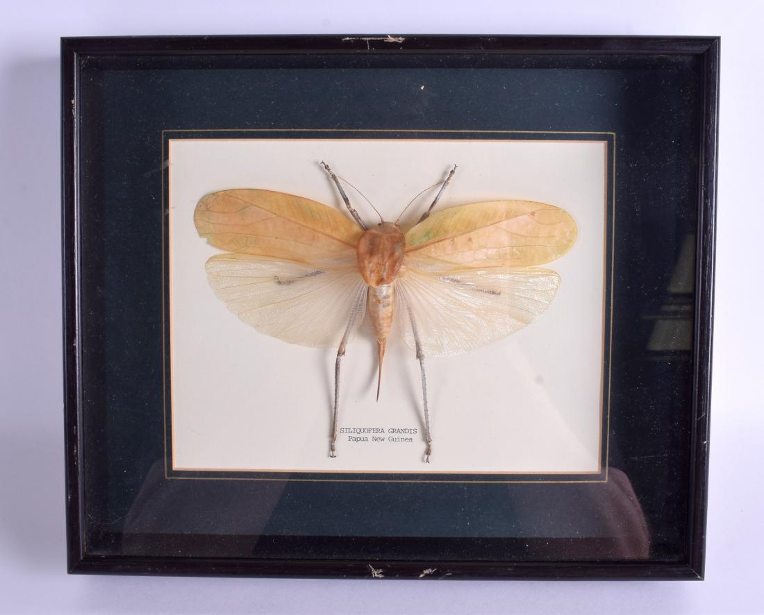 A LARGE FRAMED MALAYSIAN TAXIDERMY INSECT. Image 21 cm: A LARGE FRAMED MALAYSIAN TAXIDERMY INSECT. Image 21 cm x 16 cm.