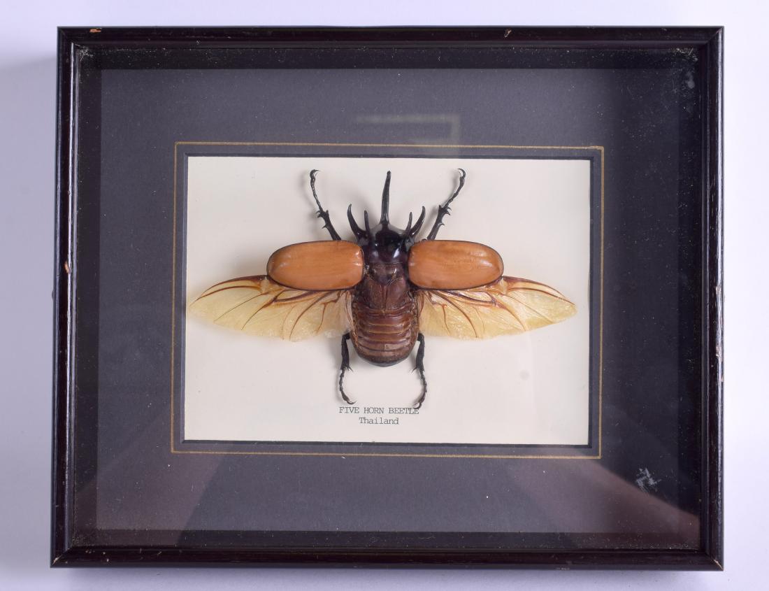 A LARGE FRAMED MALAYSIAN TAXIDERMY INSECT. Image 21 cm: A LARGE FRAMED MALAYSIAN TAXIDERMY INSECT. Image 21 cm x 16 cm.