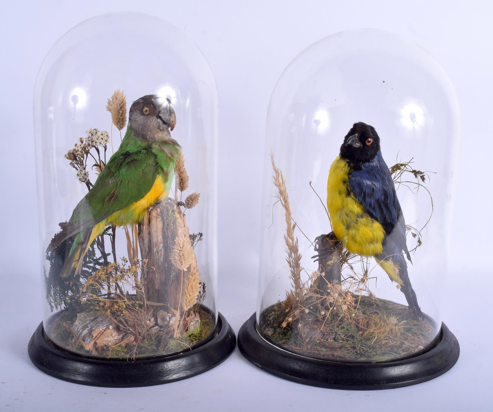 A PAIR OF VICTORIAN TAXIDERMY BIRDS within glass domes.: A PAIR OF VICTORIAN TAXIDERMY BIRDS within glass domes. Bird 26 cm x 12 cm.