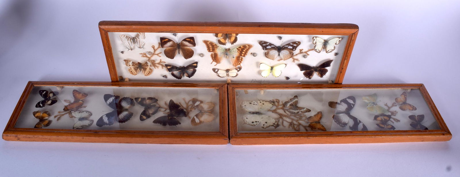 THREE CASED BUTTERFLY TAXIDERMY DISPLAY, various (1 of 1)