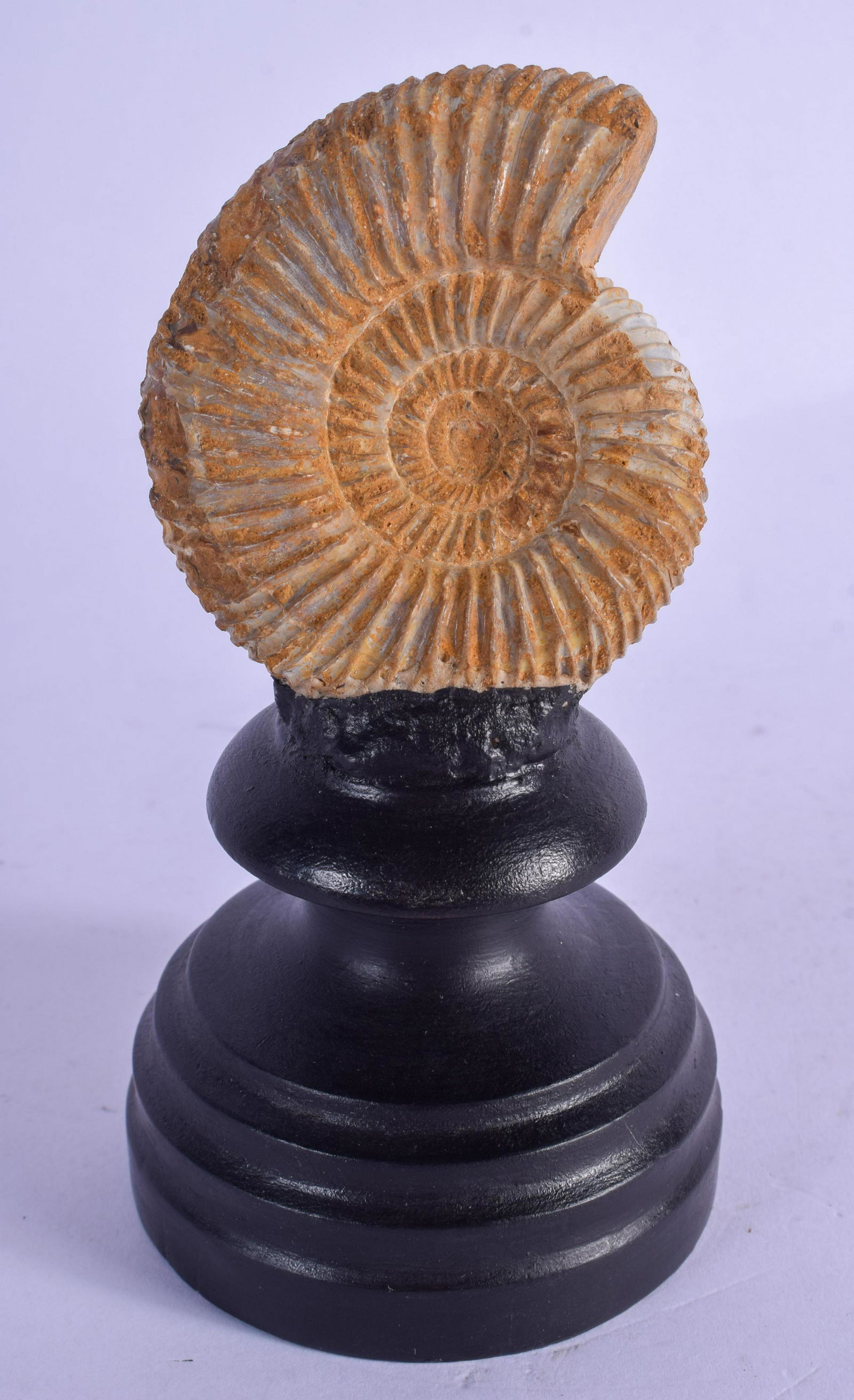 AN AMMONITE ON STAND. Shell 7 cm x 5 cm. (1 of 2)