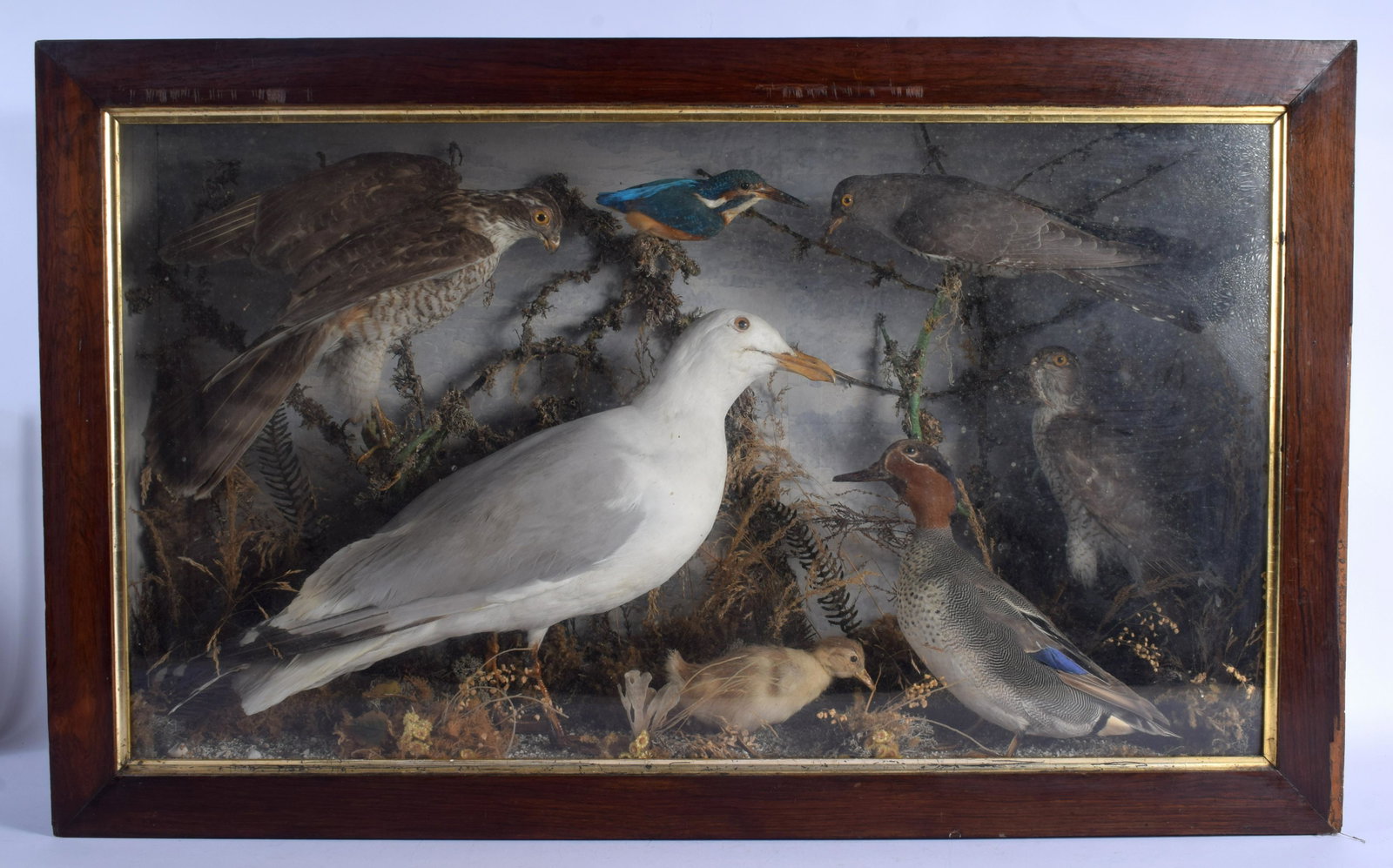 A LARGE VICTORIAN/EDWARDIAN TAXIDERMY DISPLAY depicting: A LARGE VICTORIAN/EDWARDIAN TAXIDERMY DISPLAY depicting seagulls, ducks and hawk. 90 cm x 54 cm.