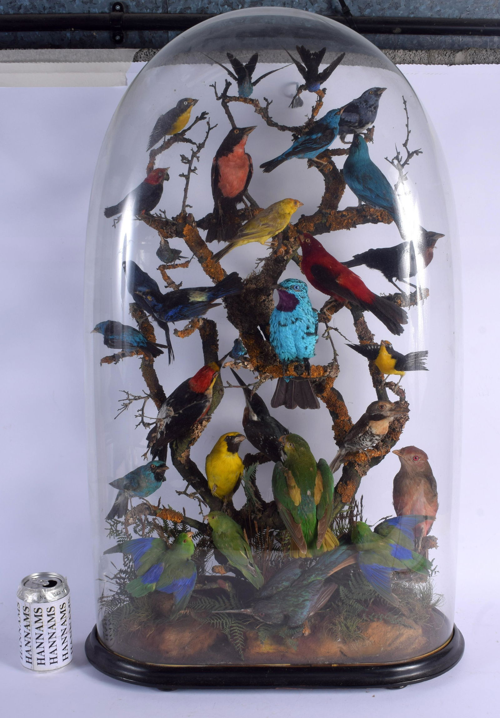 A FINE LARGE VICTORIAN TAXIDERMY STUDY OF EXOTIC BIRDS: A FINE LARGE VICTORIAN TAXIDERMY STUDY OF EXOTIC BIRDS modelled with various species within a naturalistic case, inherited by descent and formerly given as a gift to a member of British Envoy, negotia