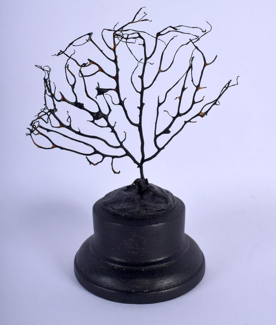 A VINTAGE CORAL TAXIDERMY SPECIMEN 18 cm x 10 cm. (1 of 2)