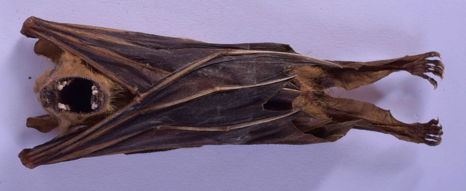 A RARE ANTIQUE TAXIDERMY BAT. 12 cm x 4 cm.: A RARE ANTIQUE TAXIDERMY BAT. 12 cm x 4 cm.