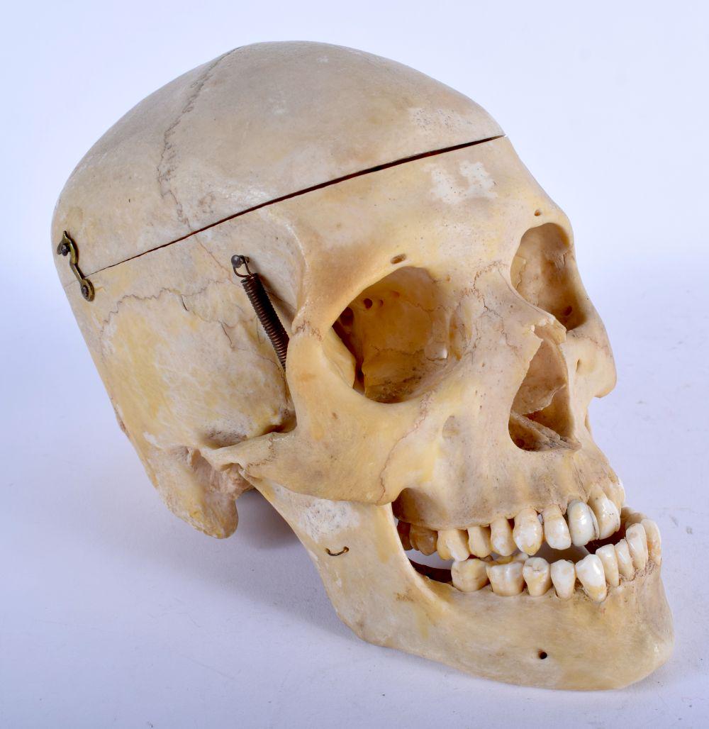 A LATE 19TH CENTURY ANATOMICAL MODEL OF A HUMAN SKULL (1 of 4)