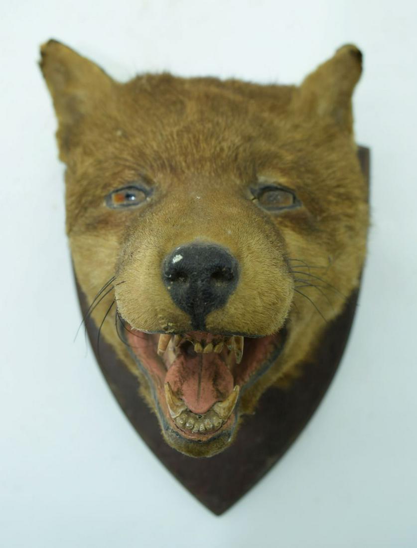 A taxidermy foxes head 23cm . (1 of 4)
