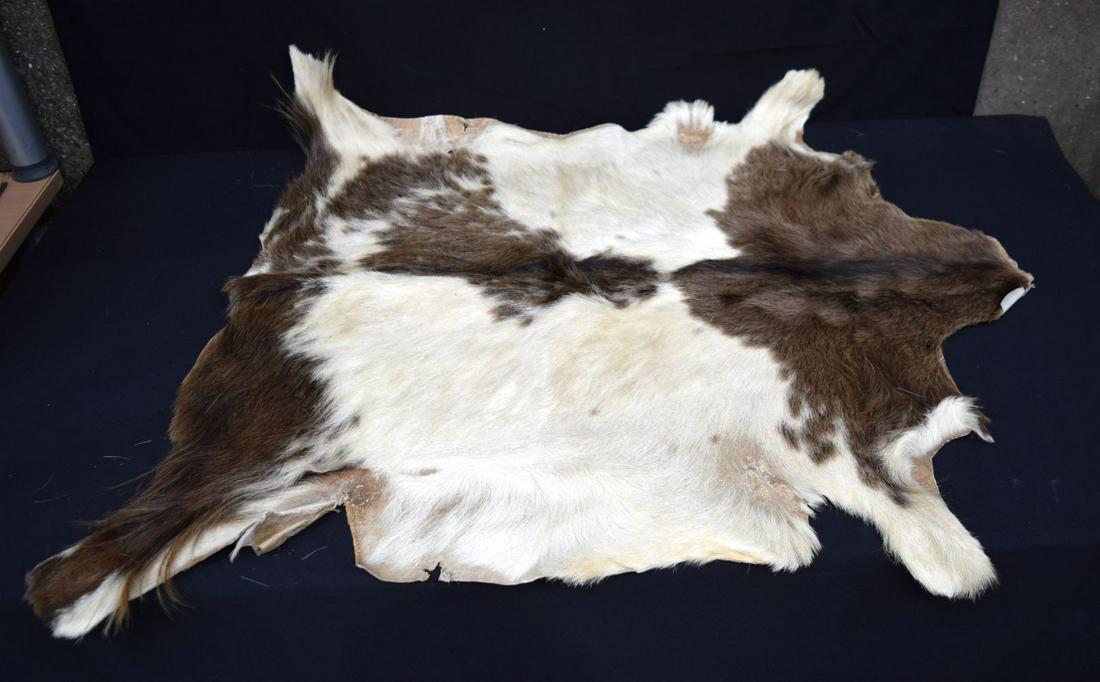 A Goat skin rug. 91 x 84cm .: A Goat skin rug. 91 x 84cm .