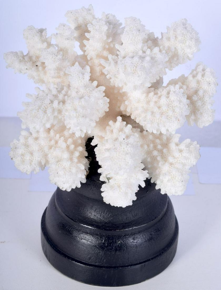 A mounted  coral specimen cm. 13 x 11cm. (1 of 3)
