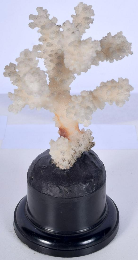 A mounted coral specimen 12 x 6 cm. (1 of 3)