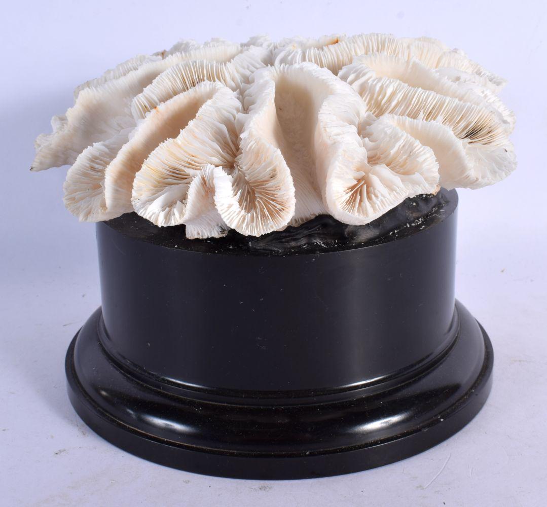 A LARGE CORAL TAXIDERMY SPECIMEN 21 cm x 14 cm. (1 of 2)