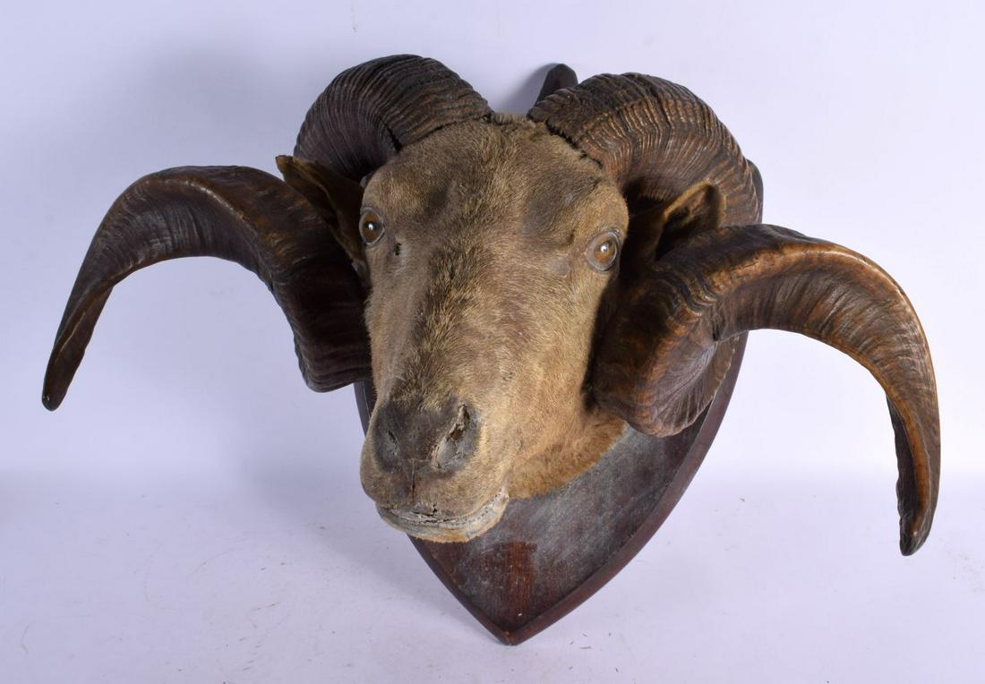 A LARGE VICTORIAN RAMS HEAD TAXIDERMY probably by Rowland Ward. 50 cm x 40 cm. (1 of 5)