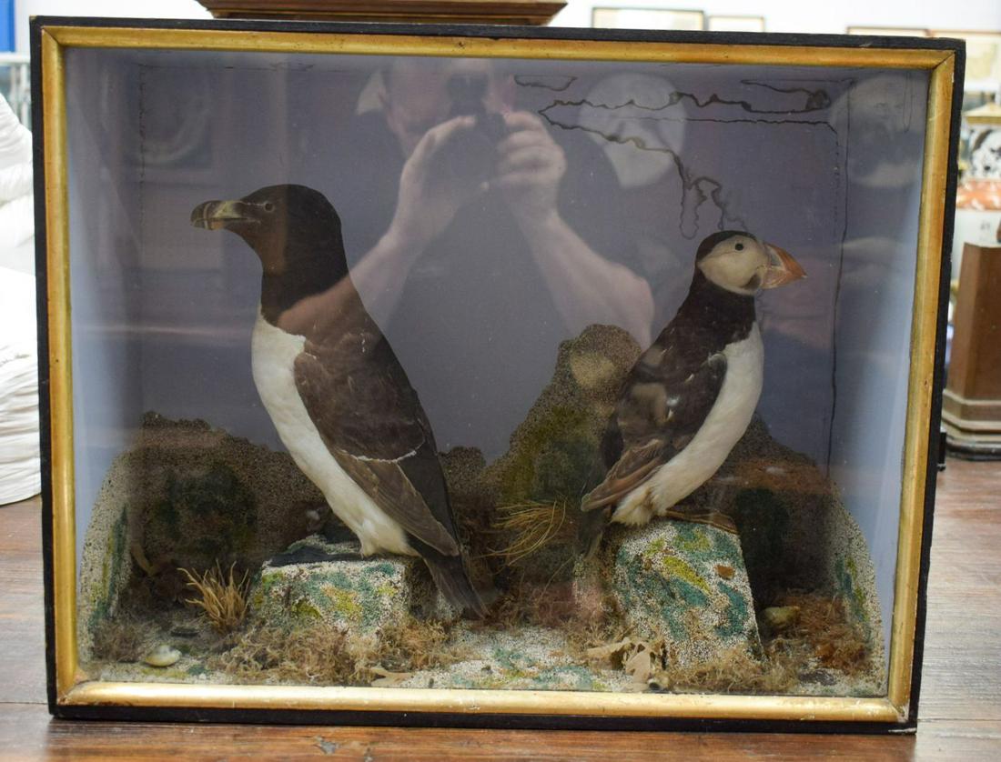 A CASED ANTIQUE TAXIDERMY PUFFIN AND PENGUIN GROUP by Massey. 50 cm x 25 cm.: A CASED ANTIQUE TAXIDERMY PUFFIN AND PENGUIN GROUP by Massey. 50 cm x 25 cm.