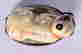 item-135332711=3