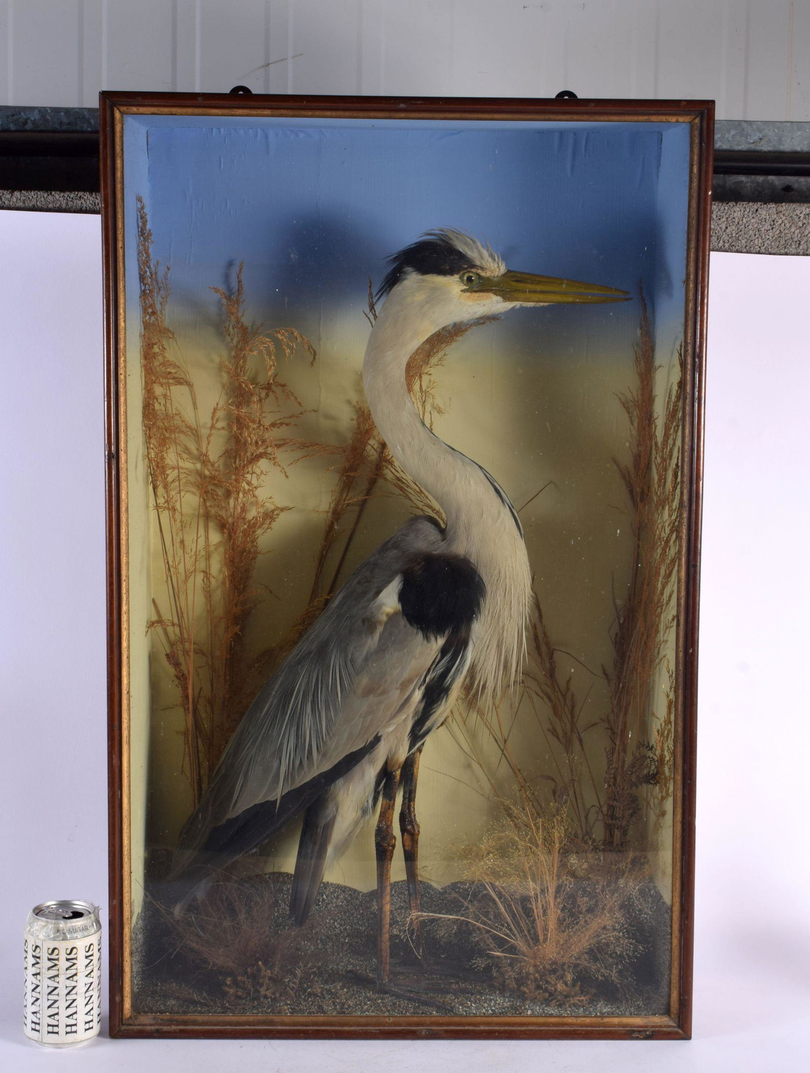A LARGE VICTORIAN TAXIDERMY HERON W H Rowe, Penzance. 75 cm x 48 cm. (1 of 4)