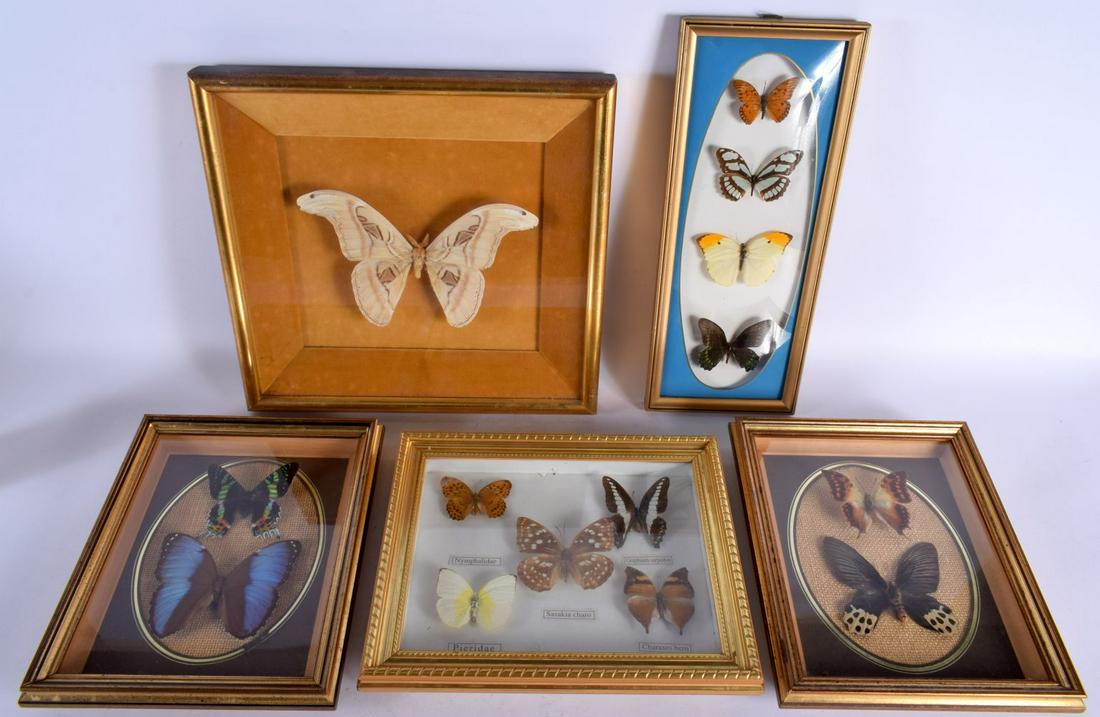 A CHARMING GROUP OF FIVE EDWARDIAN COUNTRY HOUSE BUTTERFLY DISPLAYS. Largest 32 cm x 34 cm. (5) (1 of 10)
