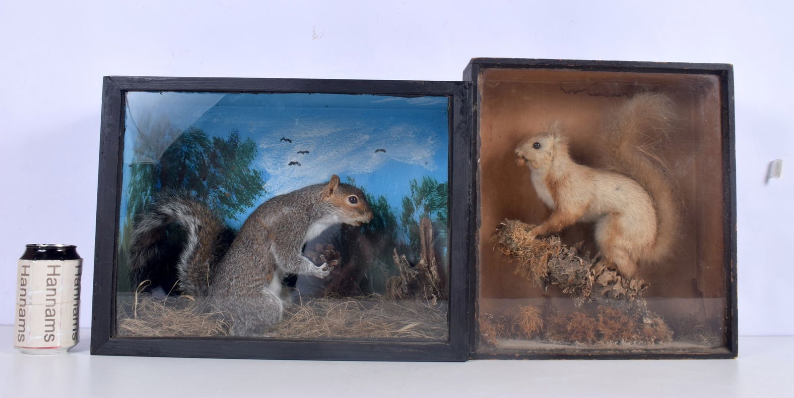A cased Taxidermy grey squirrel together with another cased squirrel 30 x 41 x 18cm: A cased Taxidermy grey squirrel together with another cased squirrel 30 x 41 x 18cm