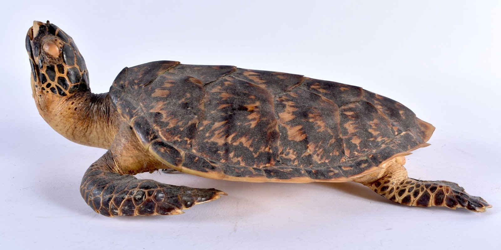 AN EDWARDIAN TAXIDERMY TORTOISE. 30 cm x 18 cm.: AN EDWARDIAN TAXIDERMY TORTOISE. 30 cm x 18 cm.