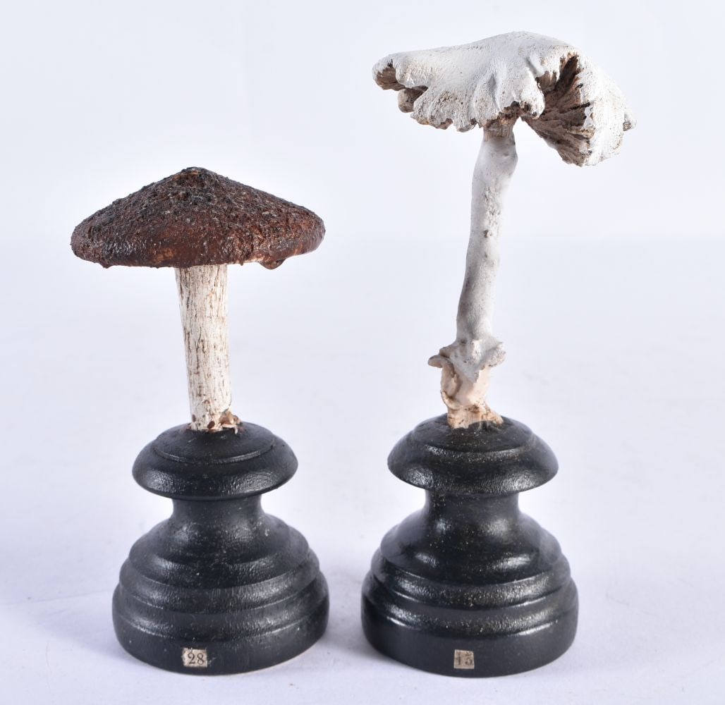 TWO FOLK ART CARVED WOOD MUSHROOM SPECIMANS. 13 cm high. (2) (1 of 5)