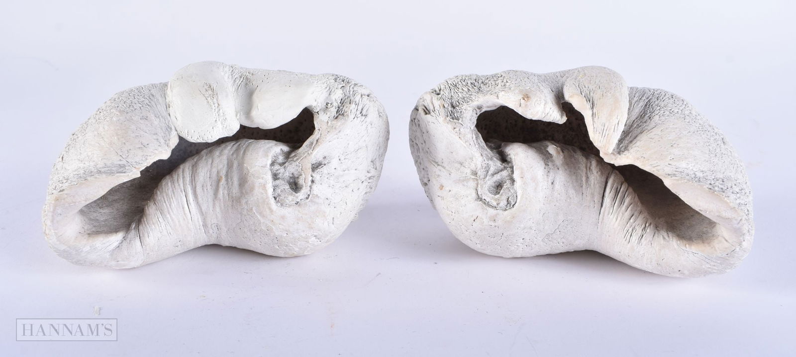 A RARE PAIR OF FOSSILISED WHALES EAR DRUMS. 12 cm x 8 cm. (1 of 5)