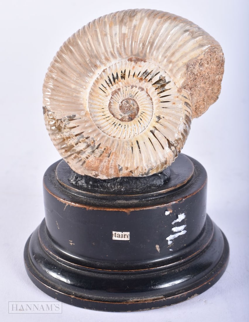 AN AMMONITE SPECIMEN. 12 cm x 6 cm. (1 of 4)
