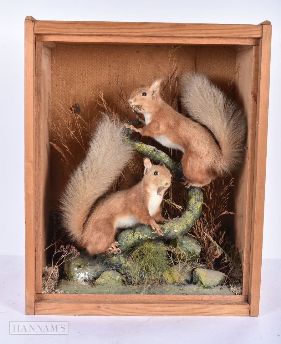 A cased Taxidermy Squirrel group 48 xs 39cm (1 of 5)