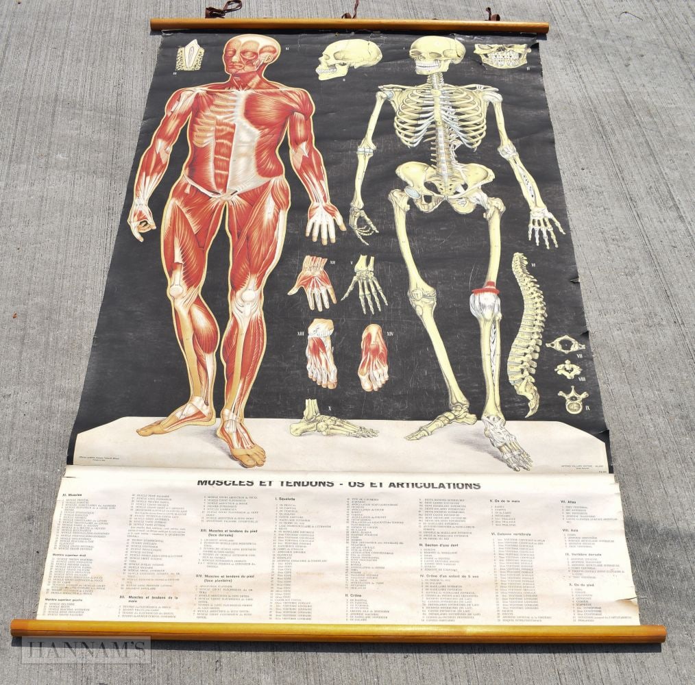 A VINTAGE ITALIAN MUSCULAR AND SKELETAL ROLLING POSTER by Antonio Vallardi, Milan. 166 cm x 105 cm.: A VINTAGE ITALIAN MUSCULAR AND SKELETAL ROLLING POSTER by Antonio Vallardi, Milan. 166 cm x 105 cm.