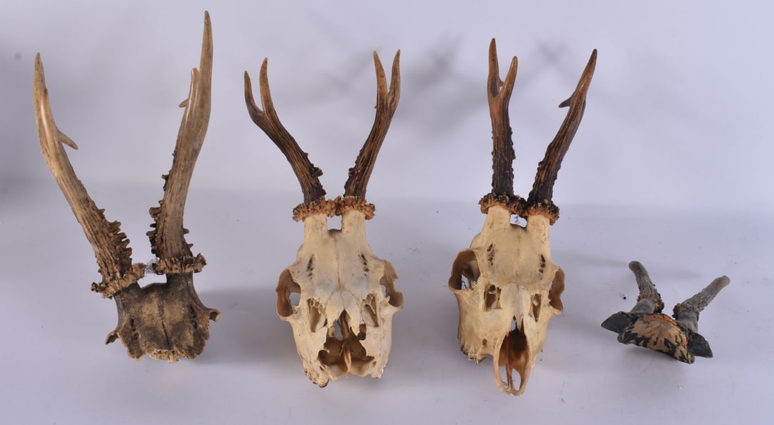 Taxidermy Deer Antlers Skulls Mounted Antique/Vintage Collection. (qty) (1 of 3)