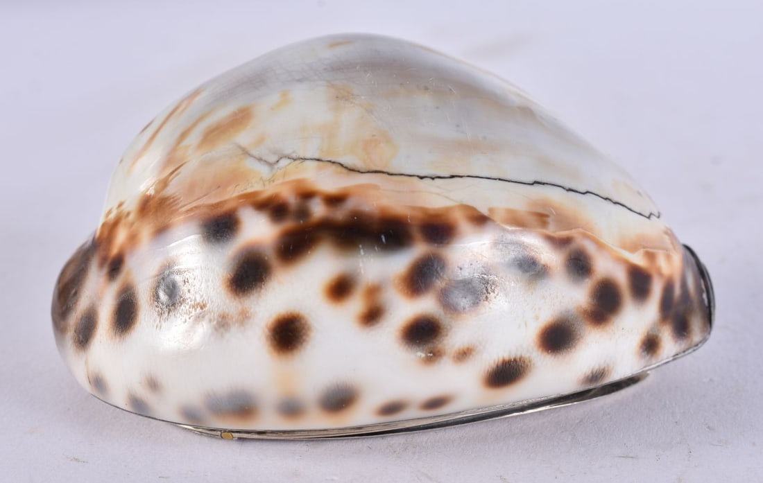 AN ANTIQUE SILVER CONCH SHELL SNUFF BOX. 8.75 cm x 6.25 cm. (1 of 5)