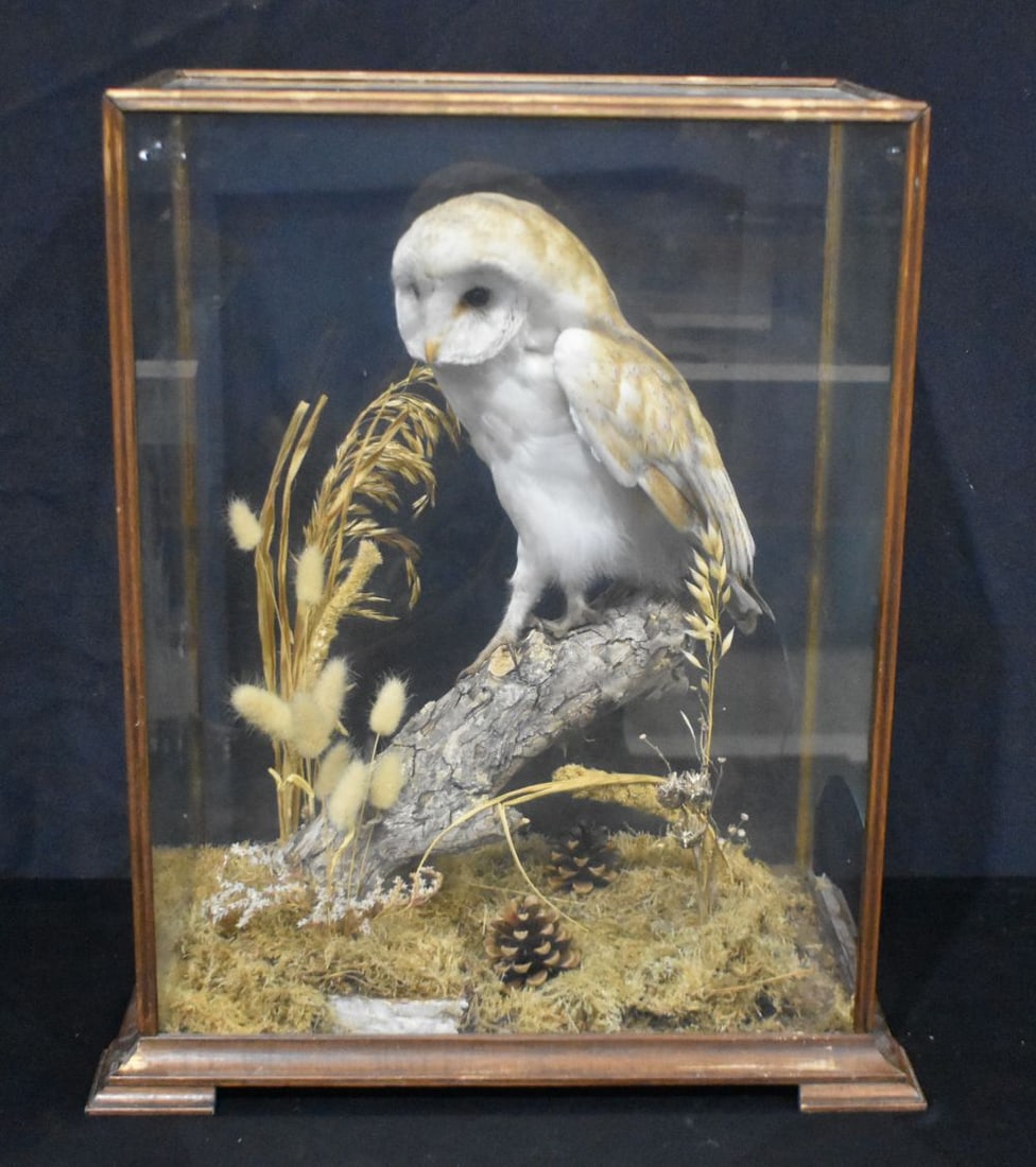A glass cased Taxidermy Barn owl 55 x 41 x 25cm. (1 of 4)