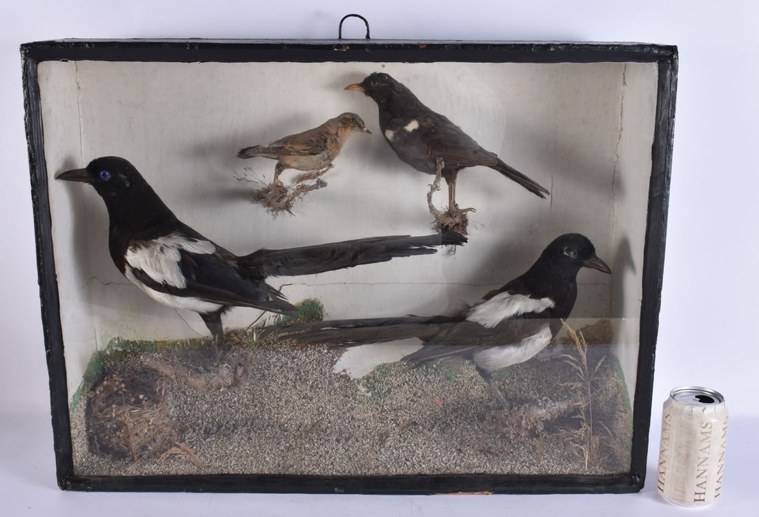 A LARGE VICTORIAN TAXIDERMY MAGPIE BIRD DISPLAY. 62 cm x 44 cm.: A LARGE VICTORIAN TAXIDERMY MAGPIE BIRD DISPLAY. 62 cm x 44 cm.